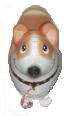 Corgi Corgi