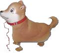 Shiba Shiba
